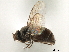  ( - CCDB-33856-C03)  @11 [ ] CreativeCommons - Attribution (2019) CBG Photography Group Centre for Biodiversity Genomics