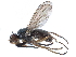  ( - CCDB-33856-E01)  @11 [ ] CreativeCommons - Attribution (2019) CBG Photography Group Centre for Biodiversity Genomics