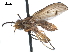  (Tetanocera mallochi - CCDB-33856-E04)  @11 [ ] CreativeCommons - Attribution (2019) CBG Photography Group Centre for Biodiversity Genomics