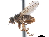  ( - CCDB-33856-E11)  @11 [ ] CreativeCommons - Attribution (2019) CBG Photography Group Centre for Biodiversity Genomics