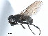  ( - CCDB-33856-F01)  @13 [ ] CreativeCommons - Attribution (2019) CBG Photography Group Centre for Biodiversity Genomics