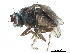  ( - CCDB-33856-F07)  @11 [ ] CreativeCommons - Attribution (2019) CBG Photography Group Centre for Biodiversity Genomics