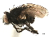  ( - CCDB-33856-G03)  @11 [ ] CreativeCommons - Attribution (2019) CBG Photography Group Centre for Biodiversity Genomics