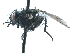  ( - CCDB-33856-G11)  @12 [ ] CreativeCommons - Attribution (2019) CBG Photography Group Centre for Biodiversity Genomics