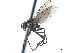  ( - CCDB-33857-A04)  @13 [ ] CreativeCommons - Attribution (2019) CBG Photography Group Centre for Biodiversity Genomics