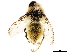  ( - CCDB-33857-A06)  @13 [ ] CreativeCommons - Attribution (2019) CBG Photography Group Centre for Biodiversity Genomics
