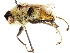  ( - CCDB-33857-A06)  @13 [ ] CreativeCommons - Attribution (2019) CBG Photography Group Centre for Biodiversity Genomics