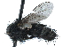  (Phrosinella pilosifrons - CCDB-33857-A08)  @11 [ ] CreativeCommons - Attribution (2019) CBG Photography Group Centre for Biodiversity Genomics