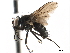  (Spilogona ciliatocosta - CCDB-33857-B01)  @11 [ ] CreativeCommons - Attribution (2019) CBG Photography Group Centre for Biodiversity Genomics