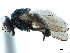  ( - CCDB-33857-D02)  @11 [ ] CreativeCommons - Attribution (2019) CBG Photography Group Centre for Biodiversity Genomics