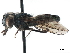  ( - CCDB-33857-E09)  @14 [ ] CreativeCommons - Attribution (2019) CBG Photography Group Centre for Biodiversity Genomics