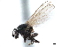  ( - CCDB-33857-F04)  @11 [ ] CreativeCommons - Attribution (2019) CBG Photography Group Centre for Biodiversity Genomics