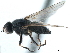  ( - CCDB-33857-F05)  @11 [ ] CreativeCommons - Attribution (2019) CBG Photography Group Centre for Biodiversity Genomics