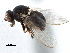  ( - CCDB-33857-F06)  @11 [ ] CreativeCommons - Attribution (2019) CBG Photography Group Centre for Biodiversity Genomics