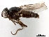  (Fiebrigella sp. A - CCDB-33857-G05)  @11 [ ] CreativeCommons - Attribution (2019) CBG Photography Group Centre for Biodiversity Genomics