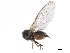  ( - CCDB-33857-H01)  @11 [ ] CreativeCommons - Attribution (2019) CBG Photography Group Centre for Biodiversity Genomics