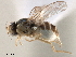  ( - CCDB-33858-C11)  @11 [ ] CreativeCommons - Attribution (2019) CBG Photography Group Centre for Biodiversity Genomics