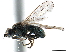 ( - CCDB-33858-F09)  @11 [ ] CreativeCommons - Attribution (2019) CBG Photography Group Centre for Biodiversity Genomics