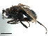  ( - CCDB-33858-G02)  @11 [ ] CreativeCommons - Attribution (2019) CBG Photography Group Centre for Biodiversity Genomics