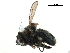  ( - CCDB-33858-G04)  @11 [ ] CreativeCommons - Attribution (2019) CBG Photography Group Centre for Biodiversity Genomics