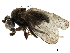  ( - CCDB-33858-G05)  @11 [ ] CreativeCommons - Attribution (2019) CBG Photography Group Centre for Biodiversity Genomics