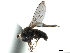  ( - CCDB-33858-G06)  @11 [ ] CreativeCommons - Attribution (2019) CBG Photography Group Centre for Biodiversity Genomics