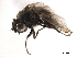  ( - CCDB-33858-G11)  @11 [ ] CreativeCommons - Attribution (2019) CBG Photography Group Centre for Biodiversity Genomics
