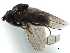  ( - CCDB-33858-H07)  @11 [ ] CreativeCommons - Attribution (2019) CBG Photography Group Centre for Biodiversity Genomics