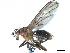  ( - CCDB-33859-A02)  @11 [ ] CreativeCommons - Attribution (2019) CBG Photography Group Centre for Biodiversity Genomics