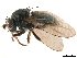  (Psilopa sp. A - CCDB-33859-A03)  @13 [ ] CreativeCommons - Attribution (2019) CBG Photography Group Centre for Biodiversity Genomics