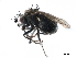  ( - CCDB-33859-A09)  @11 [ ] CreativeCommons - Attribution (2019) CBG Photography Group Centre for Biodiversity Genomics