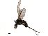  ( - CCDB-33859-B09)  @11 [ ] CreativeCommons - Attribution (2019) CBG Photography Group Centre for Biodiversity Genomics