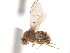  ( - CCDB-33859-C03)  @11 [ ] CreativeCommons - Attribution (2019) CBG Photography Group Centre for Biodiversity Genomics