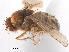  ( - CCDB-33859-C04)  @11 [ ] CreativeCommons - Attribution (2019) CBG Photography Group Centre for Biodiversity Genomics