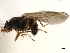  (Anthomyza equiseti - CCDB-33859-C12)  @11 [ ] CreativeCommons - Attribution (2019) CBG Photography Group Centre for Biodiversity Genomics