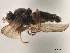  ( - CCDB-33859-D01)  @11 [ ] CreativeCommons - Attribution (2019) CBG Photography Group Centre for Biodiversity Genomics
