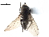  ( - CCDB-33859-G11)  @11 [ ] CreativeCommons - Attribution (2019) CBG Photography Group Centre for Biodiversity Genomics