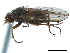  ( - CCDB-33859-H06)  @13 [ ] CreativeCommons - Attribution (2019) CBG Photography Group Centre for Biodiversity Genomics