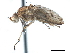  ( - CCDB-33859-H07)  @13 [ ] CreativeCommons - Attribution (2019) CBG Photography Group Centre for Biodiversity Genomics