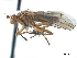  (Scoliocentra perplexa - CCDB-33859-H10)  @11 [ ] CreativeCommons - Attribution (2019) CBG Photography Group Centre for Biodiversity Genomics