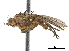  ( - CCDB-33860-A02)  @11 [ ] CreativeCommons - Attribution (2019) CBG Photography Group Centre for Biodiversity Genomics
