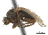  ( - CCDB-33860-A06)  @11 [ ] CreativeCommons - Attribution (2019) CBG Photography Group Centre for Biodiversity Genomics