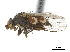 ( - CCDB-33860-A07)  @11 [ ] CreativeCommons - Attribution (2019) CBG Photography Group Centre for Biodiversity Genomics