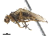  ( - CCDB-33860-A09)  @11 [ ] CreativeCommons - Attribution (2019) CBG Photography Group Centre for Biodiversity Genomics