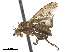 ( - CCDB-33860-B02)  @11 [ ] CreativeCommons - Attribution (2019) CBG Photography Group Centre for Biodiversity Genomics