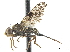  ( - CCDB-33860-E06)  @11 [ ] CreativeCommons - Attribution (2019) CBG Photography Group Centre for Biodiversity Genomics