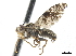  ( - CCDB-33860-E07)  @11 [ ] CreativeCommons - Attribution (2019) CBG Photography Group Centre for Biodiversity Genomics