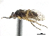  ( - CCDB-33860-G12)  @11 [ ] CreativeCommons - Attribution (2019) CBG Photography Group Centre for Biodiversity Genomics