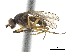  ( - CCDB-33860-H01)  @11 [ ] CreativeCommons - Attribution (2019) CBG Photography Group Centre for Biodiversity Genomics