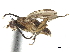  ( - CCDB-33860-H06)  @11 [ ] CreativeCommons - Attribution (2019) CBG Photography Group Centre for Biodiversity Genomics